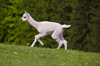 alpaca