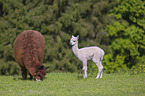 alpacas