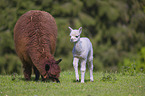 alpacas