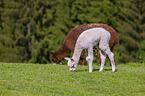 alpacas
