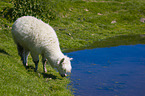 alpaca