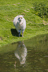 alpaca