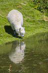 alpaca