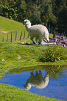 alpaca