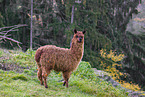 alpaca