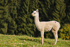 alpaca