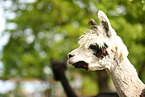 alpaca