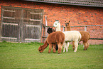 alpacas