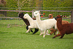 alpacas