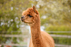alpaca