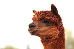 alpaca