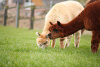 alpacas