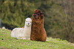 Alpaca