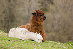 Alpaca