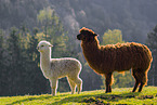 Alpaca