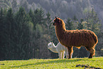 Alpaca