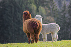 Alpaca