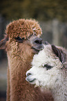alpacas