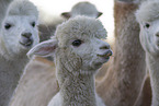 Alpaca