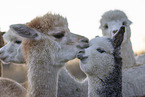 Alpaca