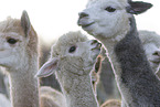 Alpaca