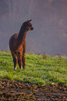 alpaca