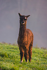 alpaca