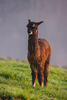 alpaca