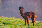 alpaca