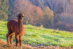 alpaca