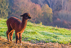 alpaca
