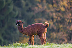 alpaca