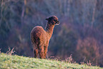 alpaca