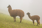 alpacas