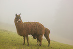 alpacas