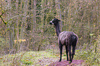 alpaca