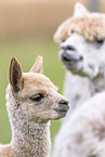 young alpaca