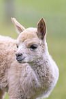 young alpaca