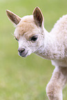 young alpaca