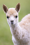 young alpaca