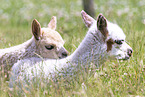 young alpaca