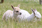 young alpaca