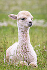 young alpaca
