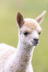 young alpaca