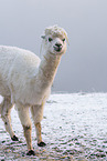 alpaca