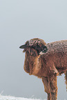 alpaca