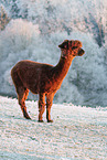 alpaca