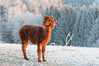 alpaca