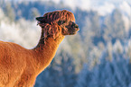 alpaca