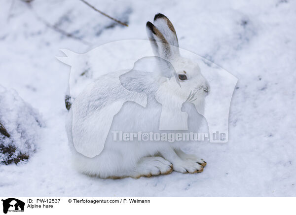 Alpine hare / PW-12537
